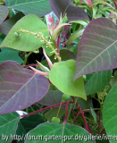 Homolanthus nutans
