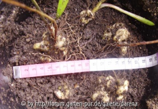 Lilium bulbiferum ssp. bulbiferum Herbst
