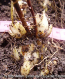 Lilium bulbiferum ssp. bulbiferum