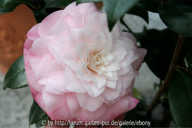 Nuccios Pearl