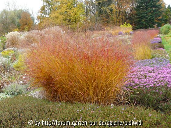 Panicum virgatum 