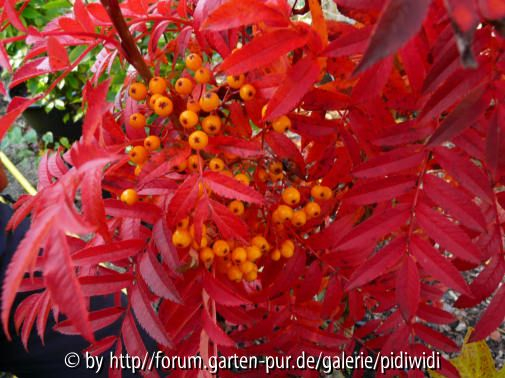 Sorbus aucuparia Autumn Spire