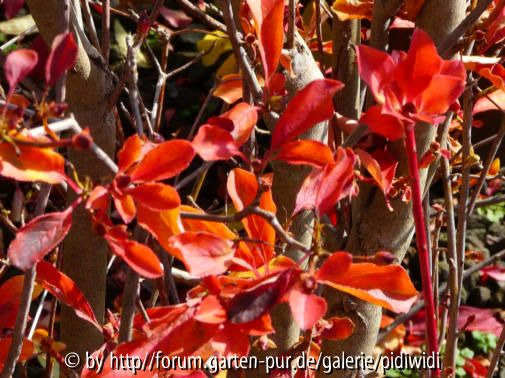 Enkianthus campanulatus