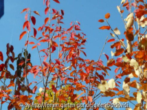 Amelanchier "Ballerina"