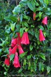 Lapageria rosea 2008