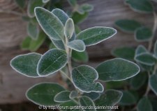 Brachyglottis greyi Detail