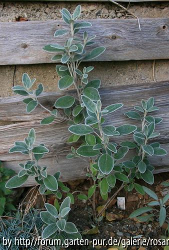 Brachyglottis greyi