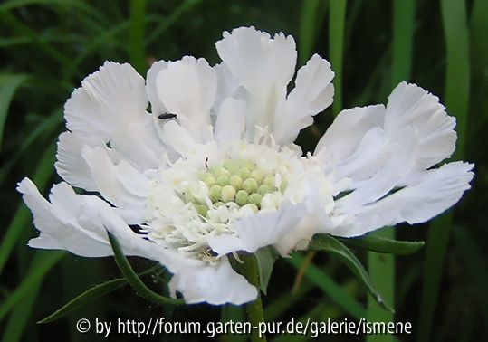 Scabiosa caucasica Miss Willmott