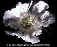 Scabiosa caucasica nocturna