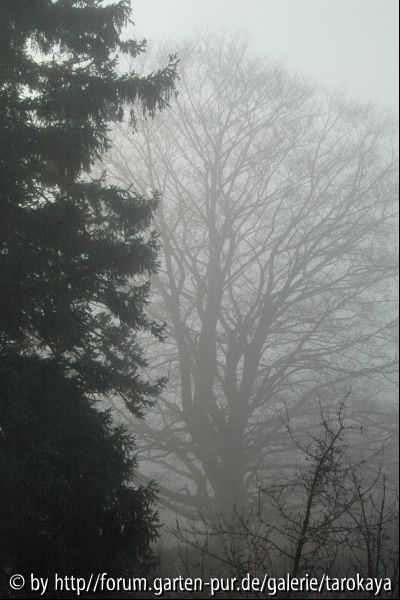 stimmung im nebel