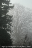 stimmung im nebel