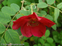 rosa moyesii bluete