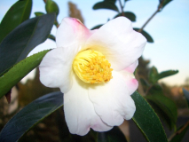 Apple Blossom~0.jpg