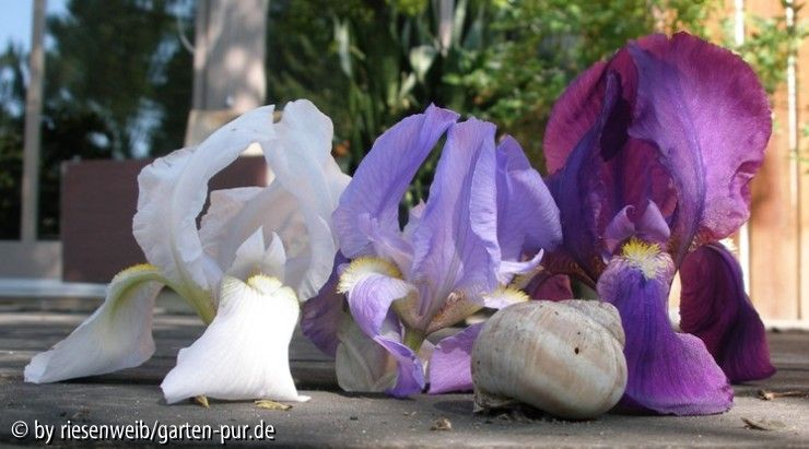 Iris, drei verschiedene bartiris