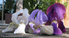 Iris, drei verschiedene bartiris