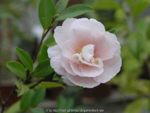 C. Sas. Paradies Audrey