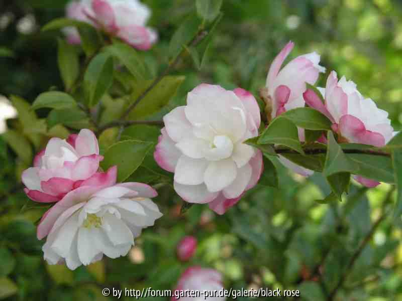 C.sas. Paradies Blush