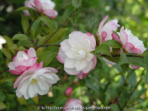 C.sas. Paradies Blush