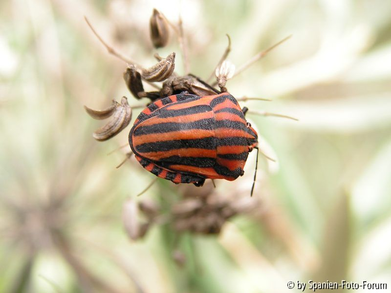 Streifenwanze (graphosoma lineatum) auf Knollenfenchel