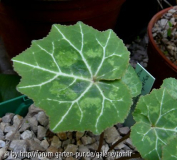 cyclamen persicum x rohlfsianum.jpg