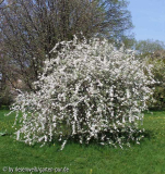 Pyrus salicifolia pendula