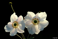 Anemonenglanz