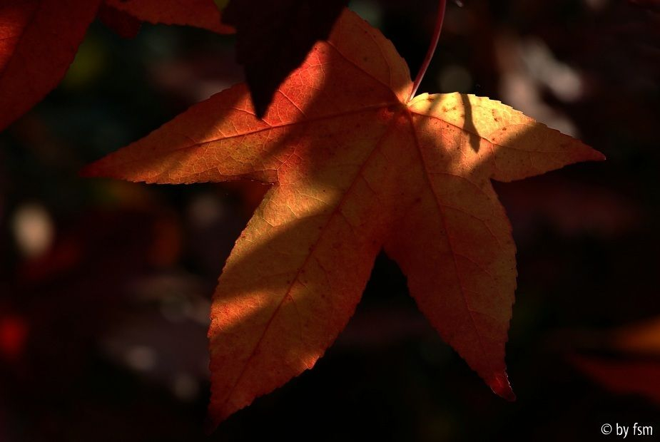 Amber 1 12-10-2008