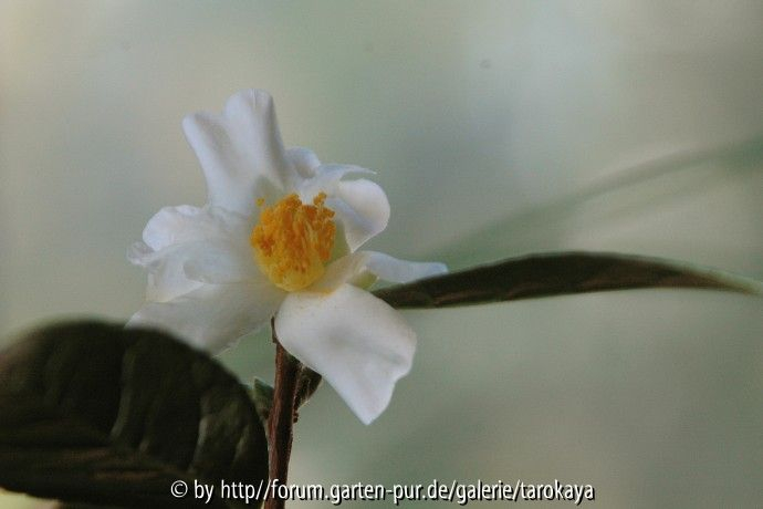 C.fluviatilis2