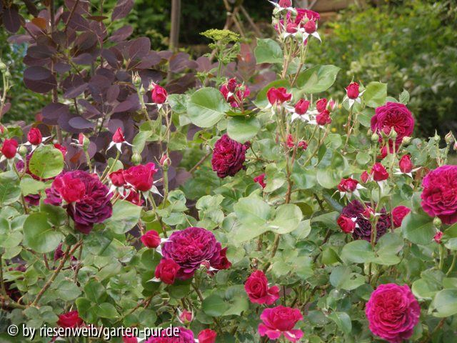rose Tradescant