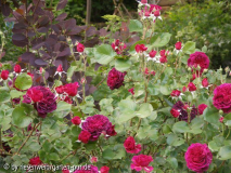 rose Tradescant