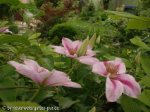 clematis Nelly Moser