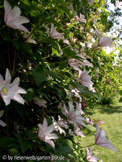 Clematis Huldine
