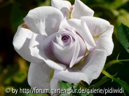 unbekannte graublaue im Herbst III
