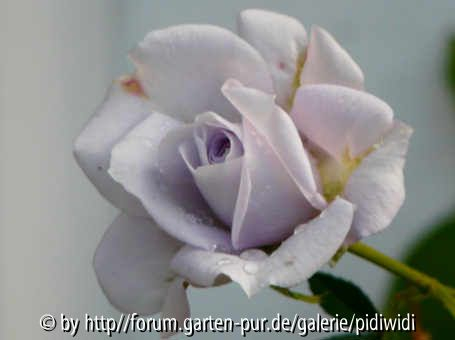 unbekannte Graublaue im Herbst II