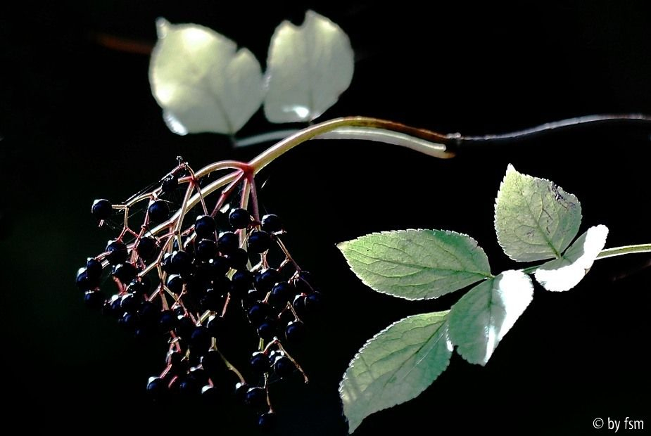 Sambucus 1 19-10-2008
