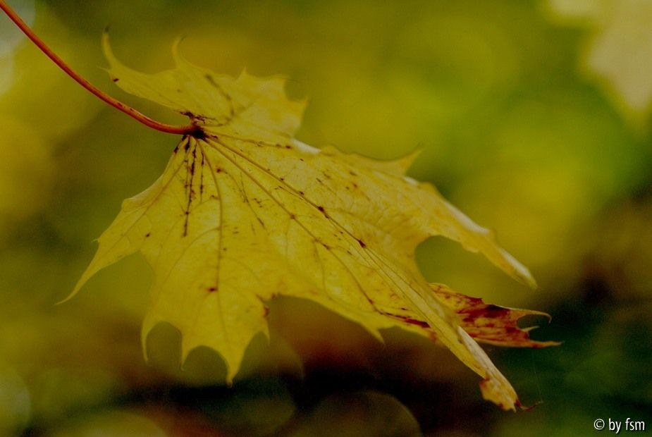 Acer 1 19-10-2008