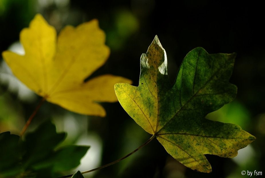 Acer 2 19-10-2008