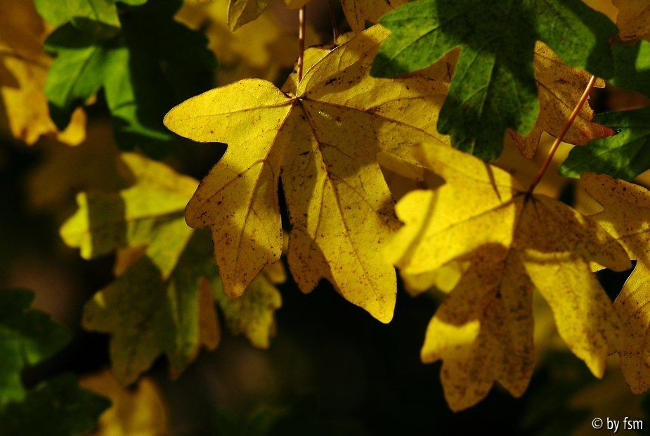 Acer 3 19-10-2008