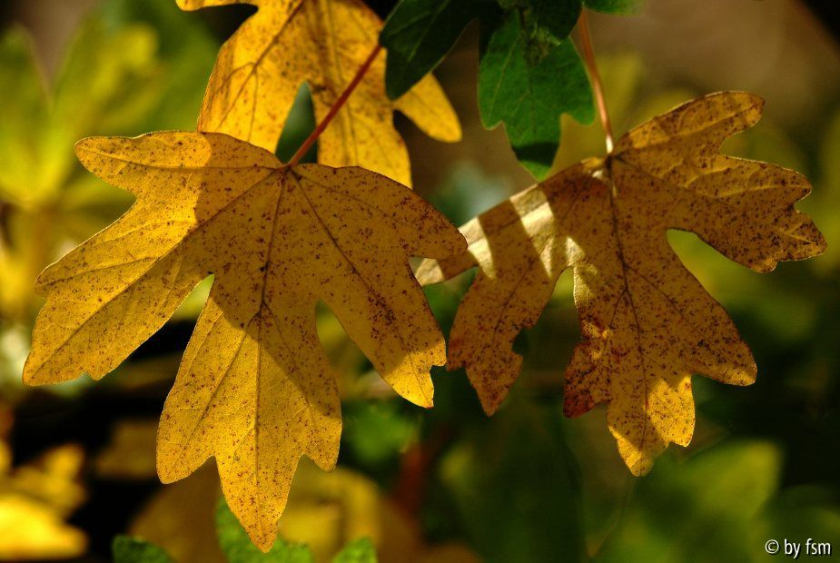Acer 4 19-10-2008