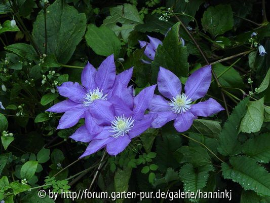Clematis fujimusume