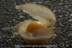 Physalis im Gegenlicht