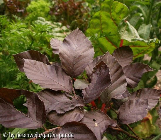 fagus sylvatica saemling