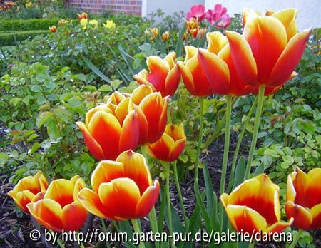 Tulpenfeuer im Mai