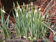 Februar - Erwachen der Schneeglöckchen