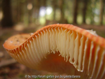 Fliegenpilz