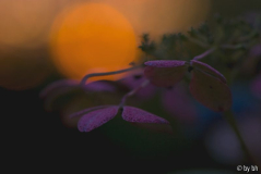 Morgenrot