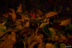 Hosta-Halcyon