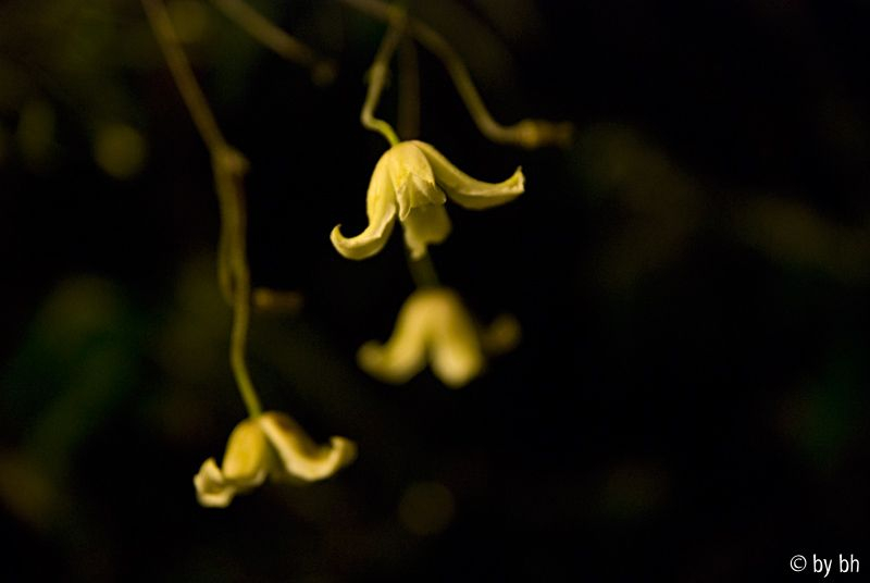 Clematis Kaiu