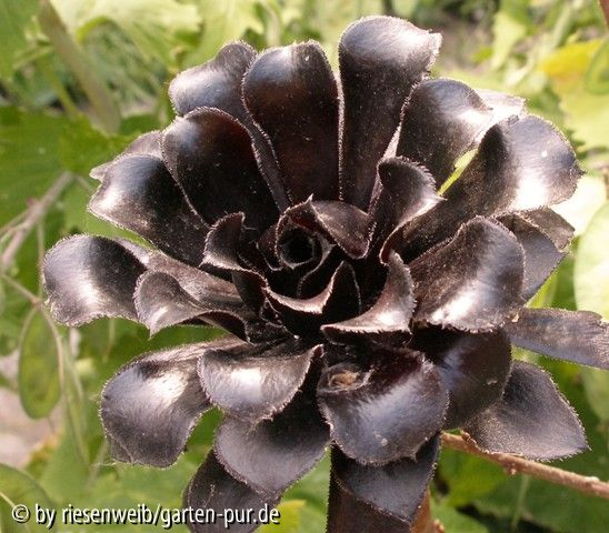 aeonium arboreum