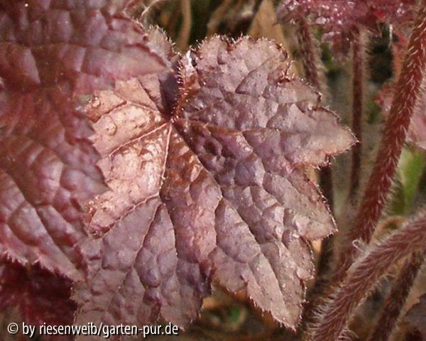 heuchera hybride
